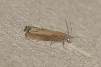 Eucosma obumbratana