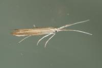 Coleophora