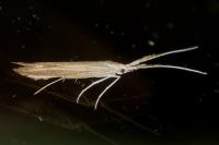 Coleophora