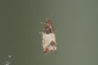 Spilonota ocellana