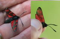 Zygaena filipendulae