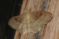 Idaea rubraria
