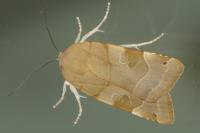Noctua fimbriata