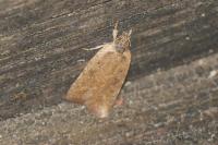 Agonopterix