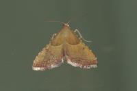 Endotricha flammealis