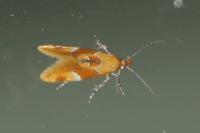 Epicallima formosella