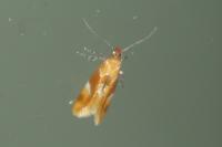 Epicallima formosella