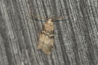 Euzophera pinguis