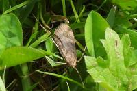 Nomophila noctuella