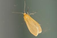 Wittia sororcula