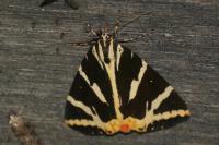 Euplagia quadripunctaria