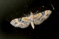 Eupithecia linariata