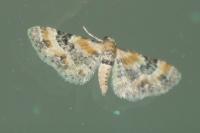 Eupithecia linariata