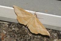 Idaea ochrata