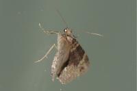 Xanthorhoe ferrugata/spadicearia