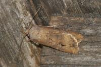 Agrotis ipsilon