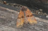 Mesoligia furuncula