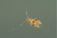 Bucculatrix ulmella