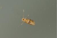 Bucculatrix ulmella