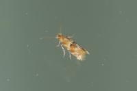 Bucculatrix ulmella