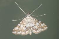 Elophila nymphaeata