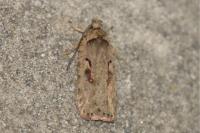 Agonopterix ocellana