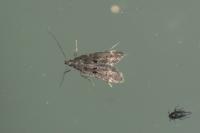 Dichomeris alacella