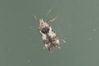 Teleiodes luculella