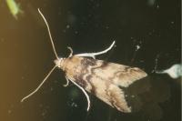Euzophera pinguis