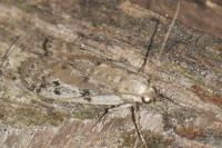 Phycitodes binaevella