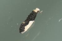 Monopis monachella