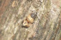 Cochylis atricapitana