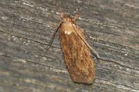 Depressaria daucella
