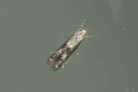 Blastodacna hellerella