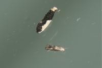 Blastodacna hellerella