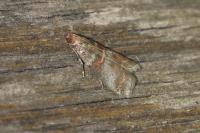 Acrobasis advenella