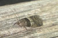 Elegia atrifasciella