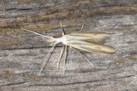 Coleophora