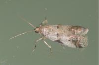 Acrobasis sp (glaucella/falouella)