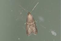 Ephestia