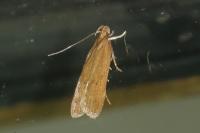 Helcystogramma lutatella