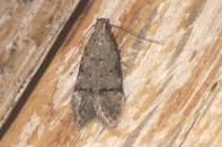 Teleiodes vulgella