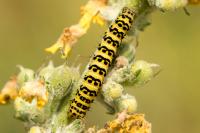 Cucullia lychnitis