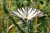 Iphiclides podalirius
