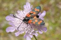 Zygaena filipendulae
