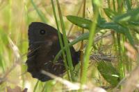 Minois dryas