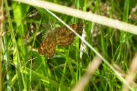 Ematurga atomaria