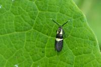 Dasycera oliviella