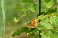 Pyronia tithonus