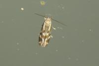 Elachista utonella